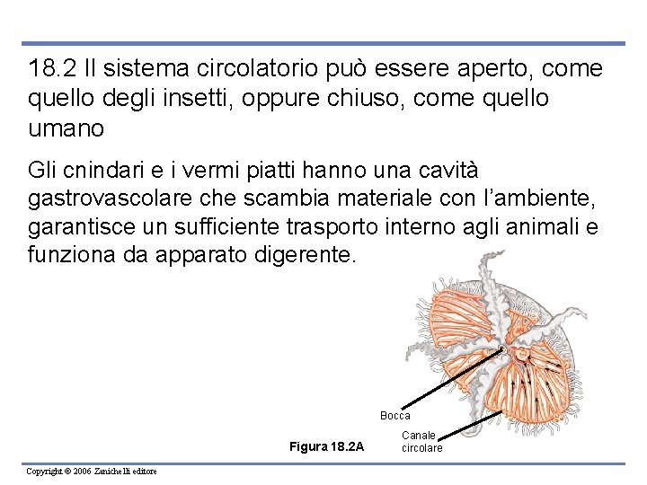 18. 2 Il sistema circolatorio può essere aperto, come quello degli insetti, oppure chiuso,