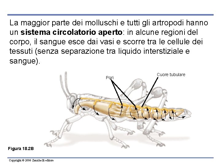 La maggior parte dei molluschi e tutti gli artropodi hanno un sistema circolatorio aperto: