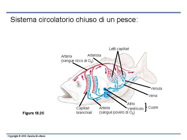 Sistema circolatorio chiuso di un pesce: Letti capillari Arteriola Arteria (sangue ricco di O