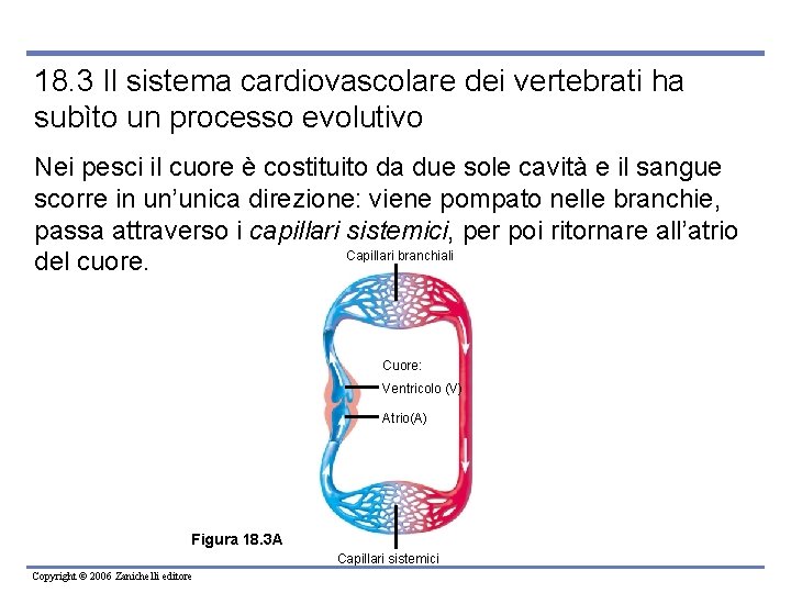 18. 3 Il sistema cardiovascolare dei vertebrati ha subìto un processo evolutivo Nei pesci
