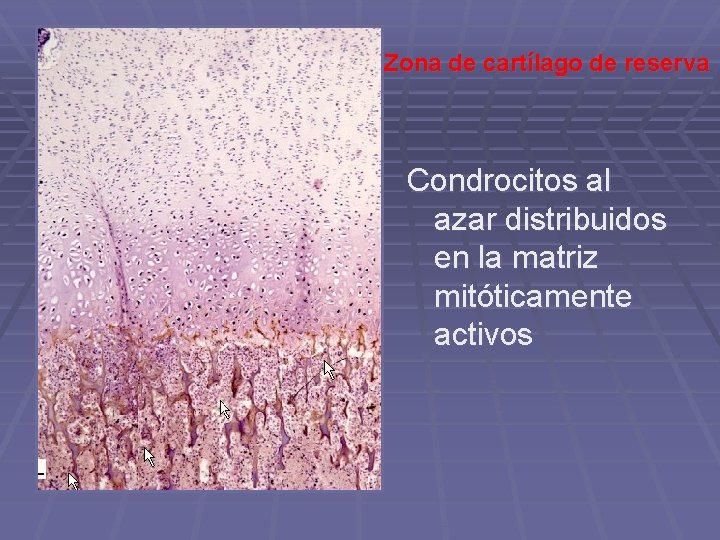 Zona de cartílago de reserva Condrocitos al azar distribuidos en la matriz mitóticamente activos