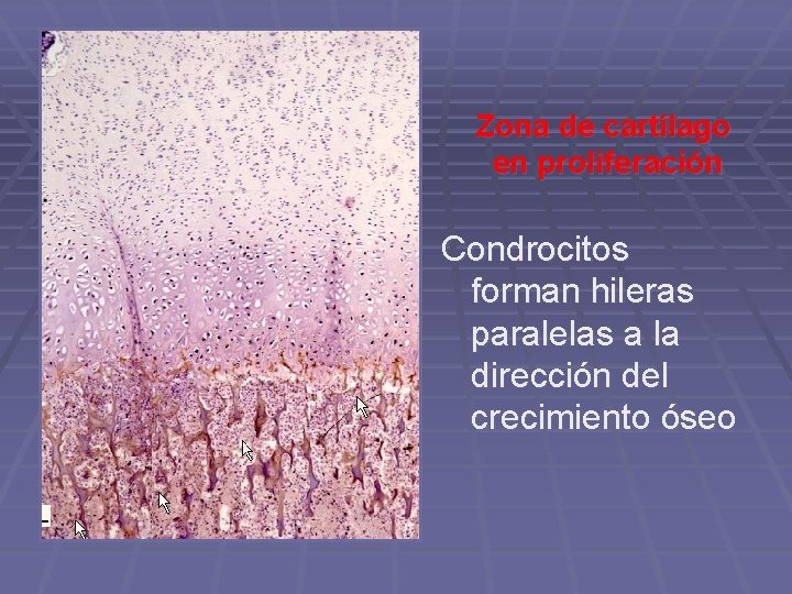 Zona de cartílago en proliferación Condrocitos forman hileras paralelas a la dirección del crecimiento