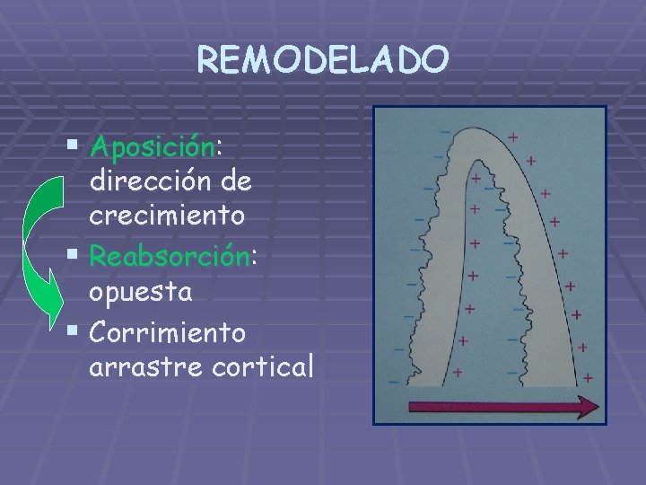REMODELADO § Aposición: dirección de crecimiento § Reabsorción: opuesta § Corrimiento arrastre cortical 
