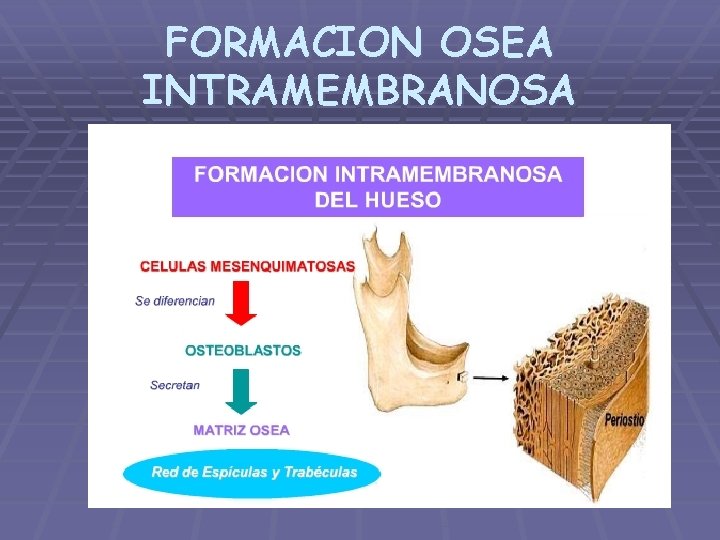 FORMACION OSEA INTRAMEMBRANOSA 