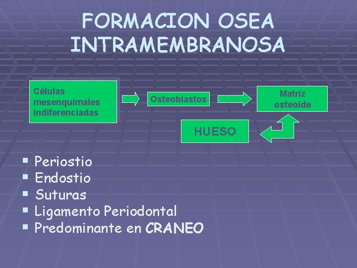 FORMACION OSEA INTRAMEMBRANOSA Células mesenquimales indiferenciadas Osteoblastos HUESO § § § Periostio Endostio Suturas