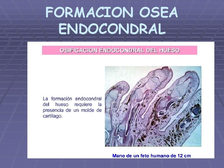 FORMACION OSEA ENDOCONDRAL 