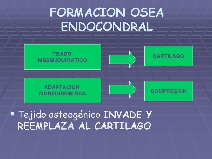 FORMACION OSEA ENDOCONDRAL TEJIDO MESENQUIMATICO CARTILAGO ADAPTACION MORFOGENETICA COMPRESION § Tejido osteogénico INVADE Y