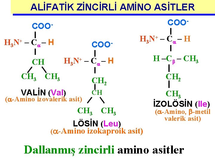 ALİFATİK ZİNCİRLİ AMİNO ASİTLER H 3 N+ COO- – C – H H 3