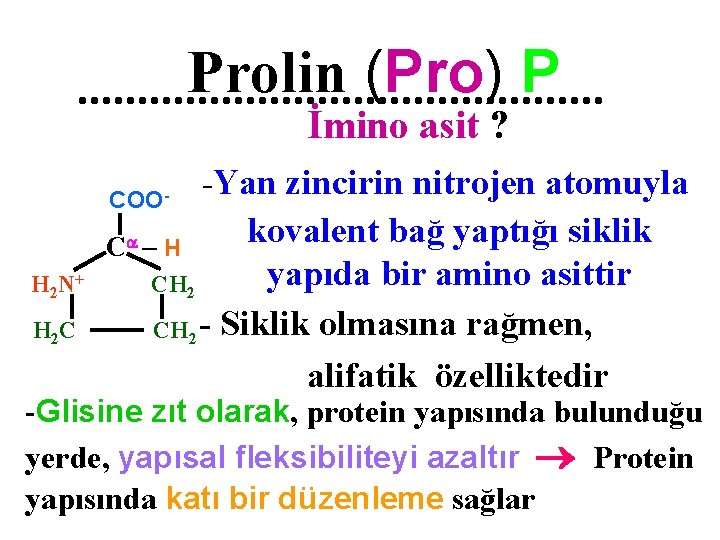 Prolin (Pro) P İmino asit ? COO- -Yan zincirin nitrojen atomuyla kovalent bağ yaptığı