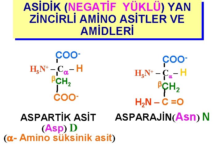ASİDİK (NEGATİF YÜKLÜ) YAN ZİNCİRLİ AMİNO ASİTLER VE AMİDLERİ COOH 3 N+ – C