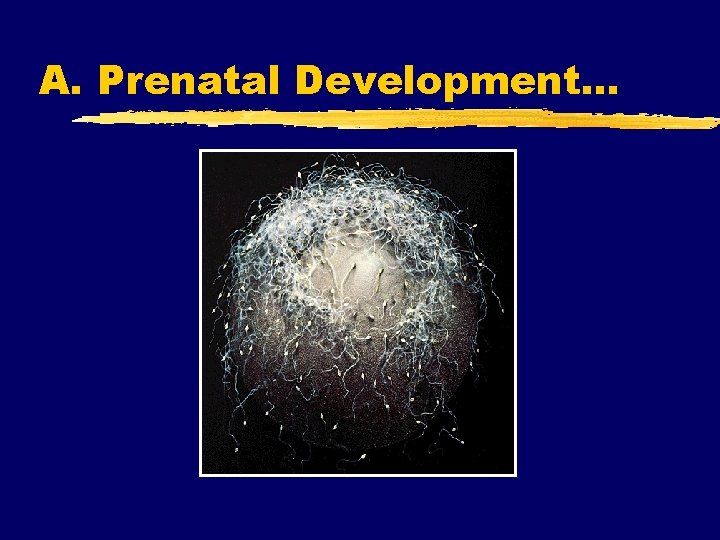 A. Prenatal Development. . . 