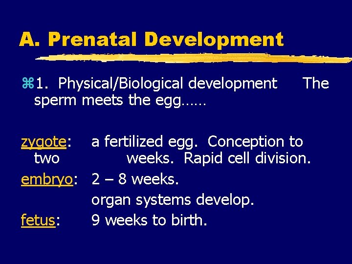 A. Prenatal Development z 1. Physical/Biological development sperm meets the egg…… The zygote: a