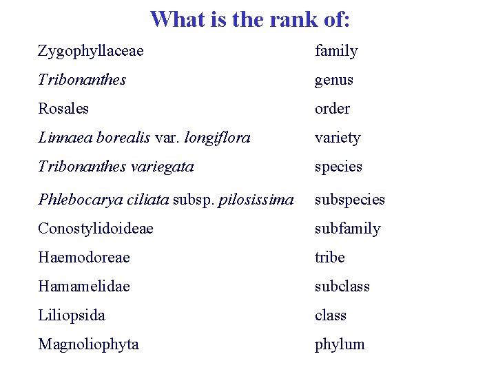 What is the rank of: Zygophyllaceae family Tribonanthes genus Rosales order Linnaea borealis var.