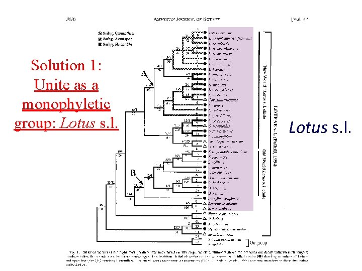 Solution 1: Unite as a monophyletic group: Lotus s. l. 