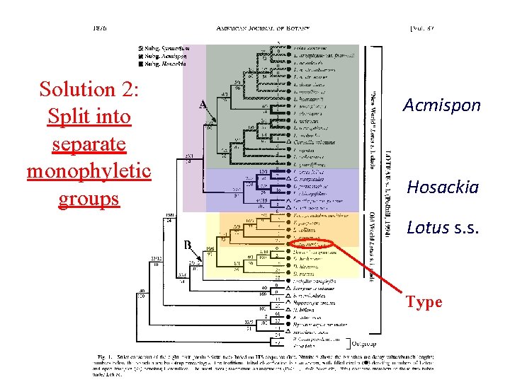 Solution 2: Split into separate monophyletic groups Acmispon Hosackia Lotus s. s. Type 