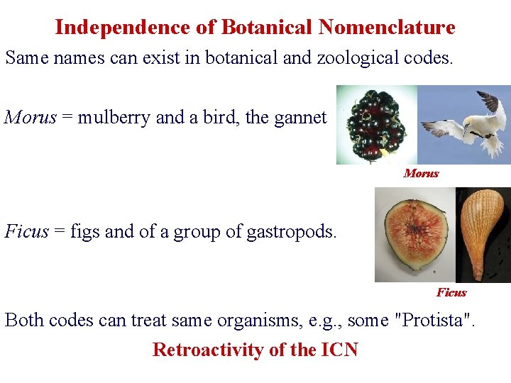 Independence of Botanical Nomenclature Same names can exist in botanical and zoological codes. Morus