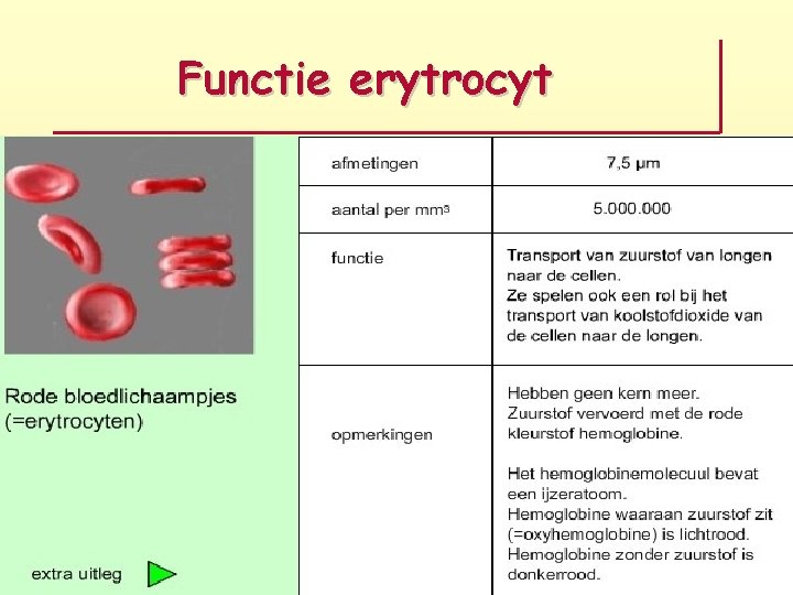 Afdeling Longen COPD Cito CRP HB HT Erytrocyten