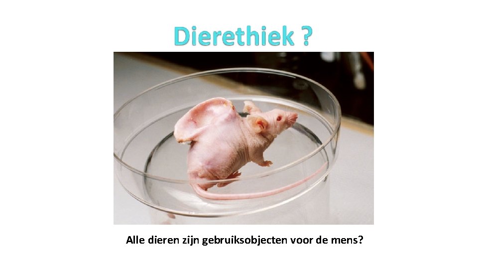 Alle dieren zijn gebruiksobjecten voor de mens? 