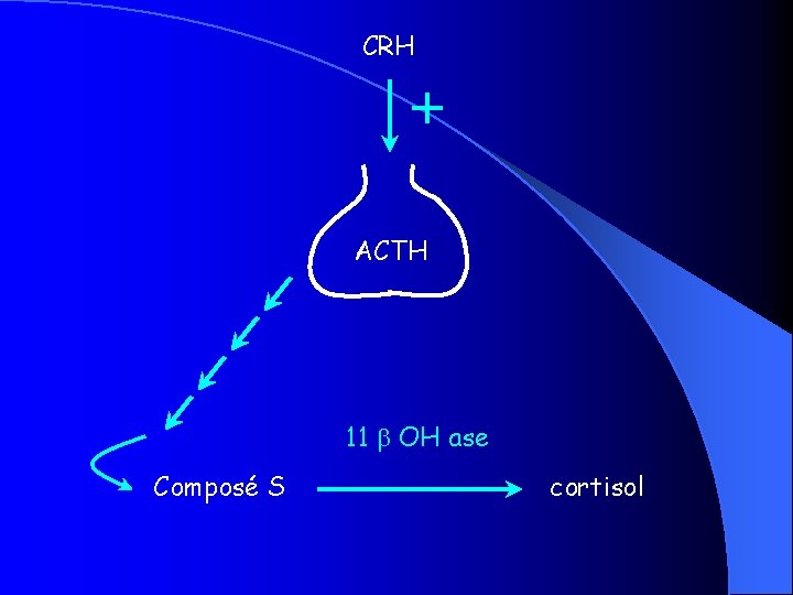 CRH + ACTH 11 OH ase Composé S cortisol 