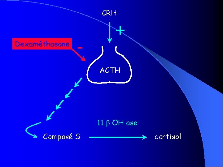 CRH Dexaméthasone - + ACTH 11 OH ase Composé S cortisol 