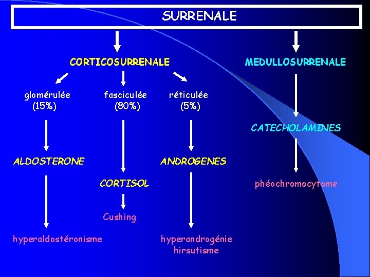 SURRENALE CORTICOSURRENALE glomérulée (15%) fasciculée (80%) MEDULLOSURRENALE réticulée (5%) CATECHOLAMINES ALDOSTERONE ANDROGENES CORTISOL phéochromocytome