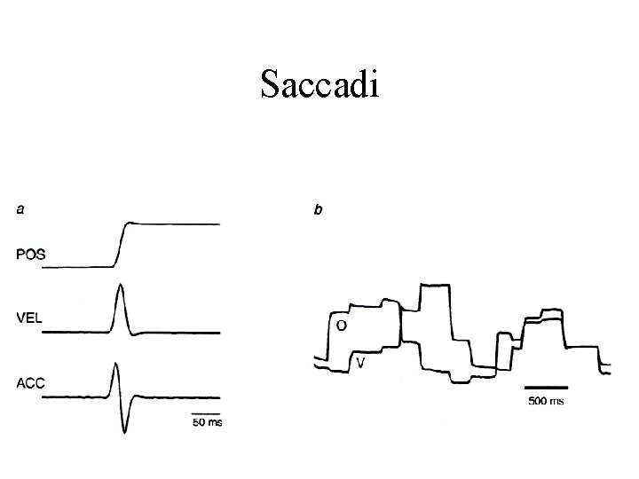 Saccadi 