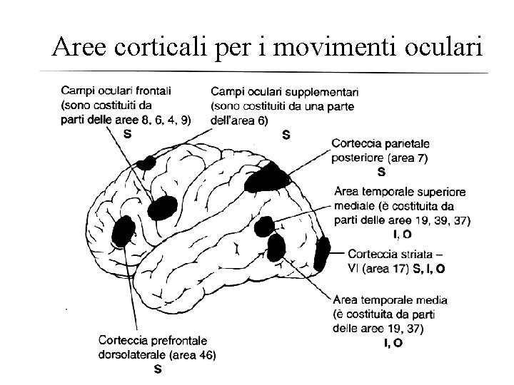 Aree corticali per i movimenti oculari 