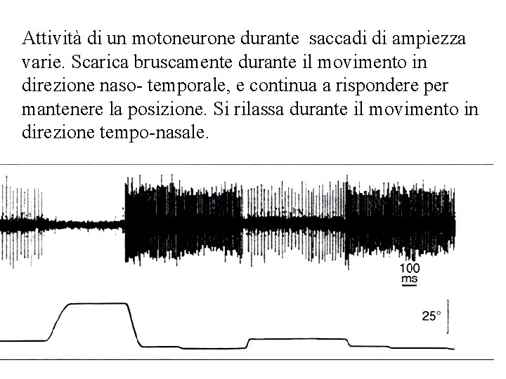 Attività di un motoneurone durante saccadi di ampiezza varie. Scarica bruscamente durante il movimento