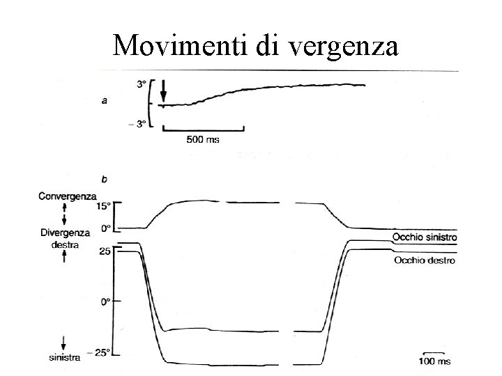 Movimenti di vergenza 