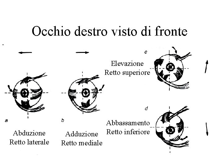 Occhio destro visto di fronte Elevazione Retto superiore Abduzione Retto laterale Adduzione Retto mediale