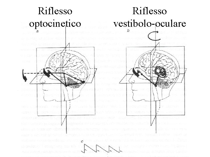 Riflesso optocinetico Riflesso vestibolo-oculare 