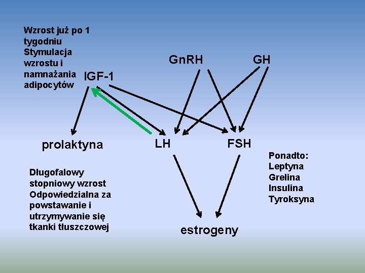 Wzrost już po 1 tygodniu Stymulacja wzrostu i namnażania IGF-1 adipocytów prolaktyna Długofalowy stopniowy