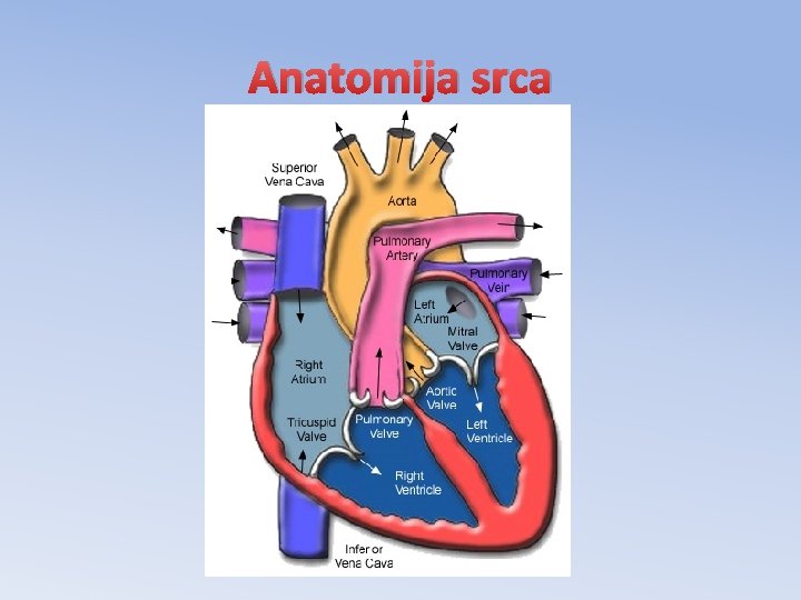 Anatomija srca 
