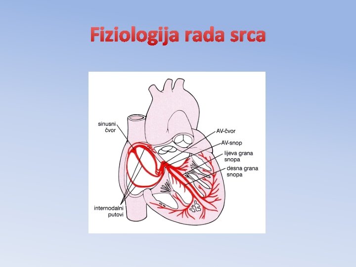 Fiziologija rada srca 