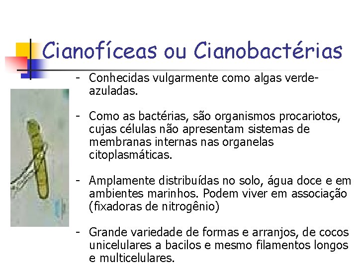 Cianofíceas ou Cianobactérias - Conhecidas vulgarmente como algas verdeazuladas. - Como as bactérias, são