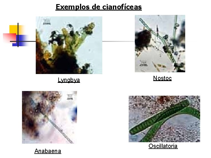 Exemplos de cianofíceas Lyngbya Anabaena Nostoc Oscillatoria 
