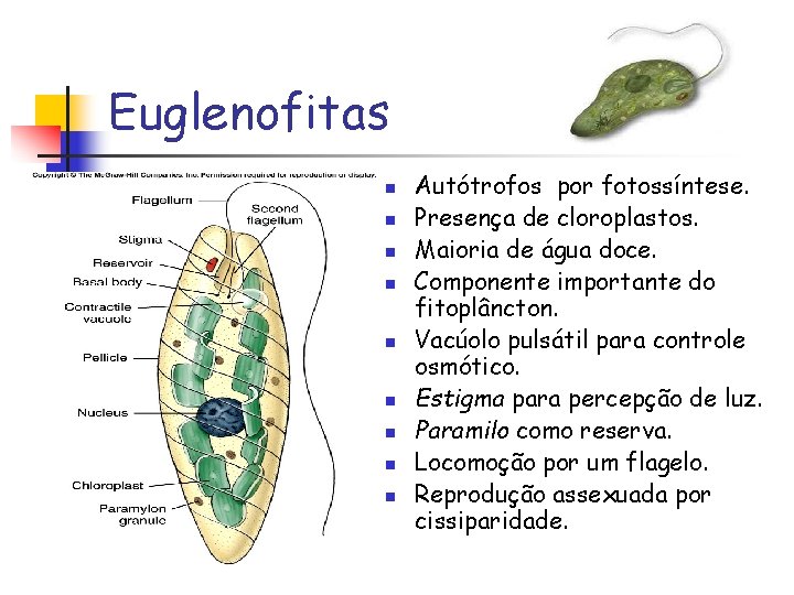 Euglenofitas n n n n n Autótrofos por fotossíntese. Presença de cloroplastos. Maioria de