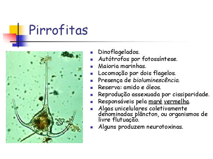 Pirrofitas n n n n n Dinoflagelados. Autótrofos por fotossíntese. Maioria marinhas. Locomoção por