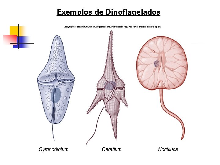 Exemplos de Dinoflagelados 