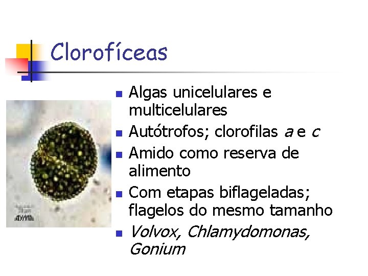Clorofíceas n n n Algas unicelulares e multicelulares Autótrofos; clorofilas a e c Amido