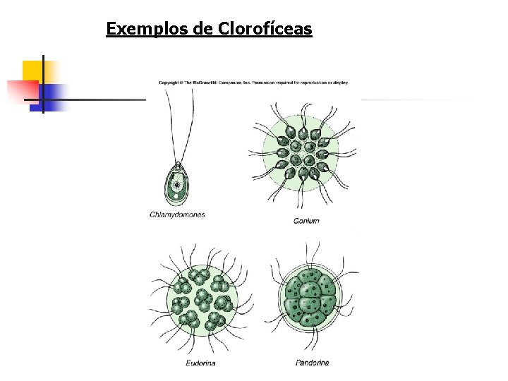 Exemplos de Clorofíceas 