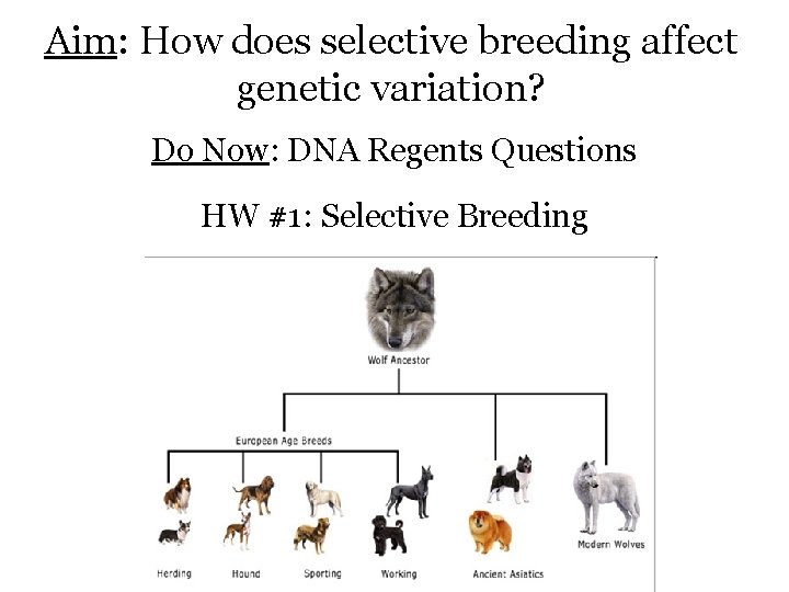 Aim: How does selective breeding affect genetic variation? Do Now: DNA Regents Questions HW