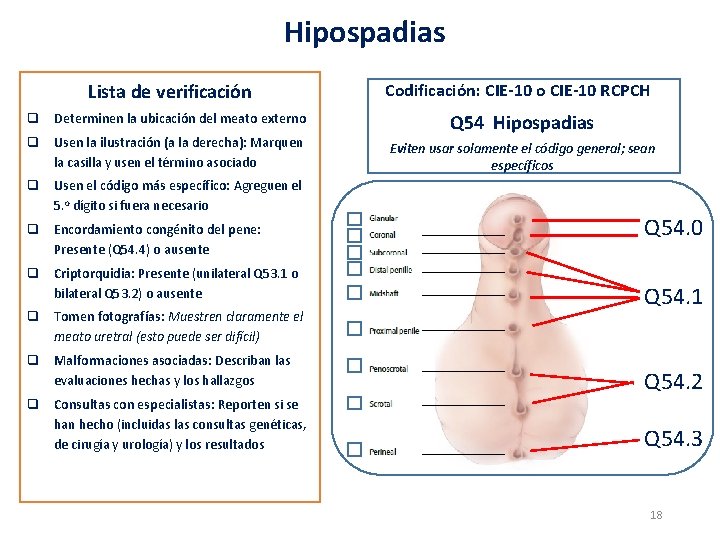 Hipospadias Lista de verificación q Determinen la ubicación del meato externo q Usen la