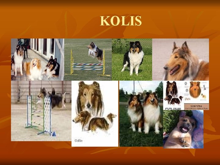 KOLIS 