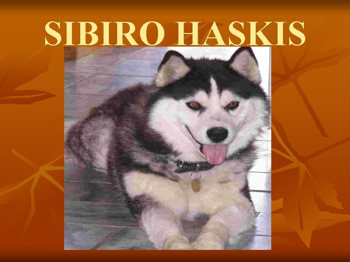 SIBIRO HASKIS 