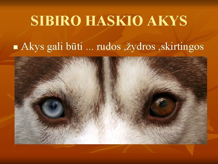 SIBIRO HASKIO AKYS n Akys gali būti. . . rudos , žydros , skirtingos