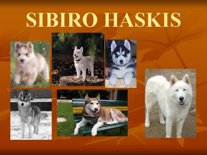 SIBIRO HASKIS 