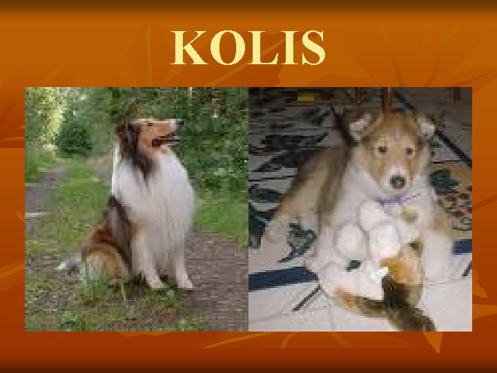 KOLIS 