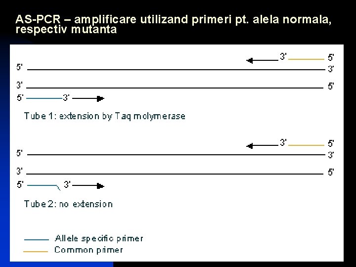 AS-PCR – amplificare utilizand primeri pt. alela normala, respectiv mutanta 