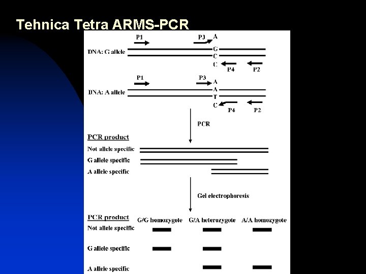 Tehnica Tetra ARMS-PCR 